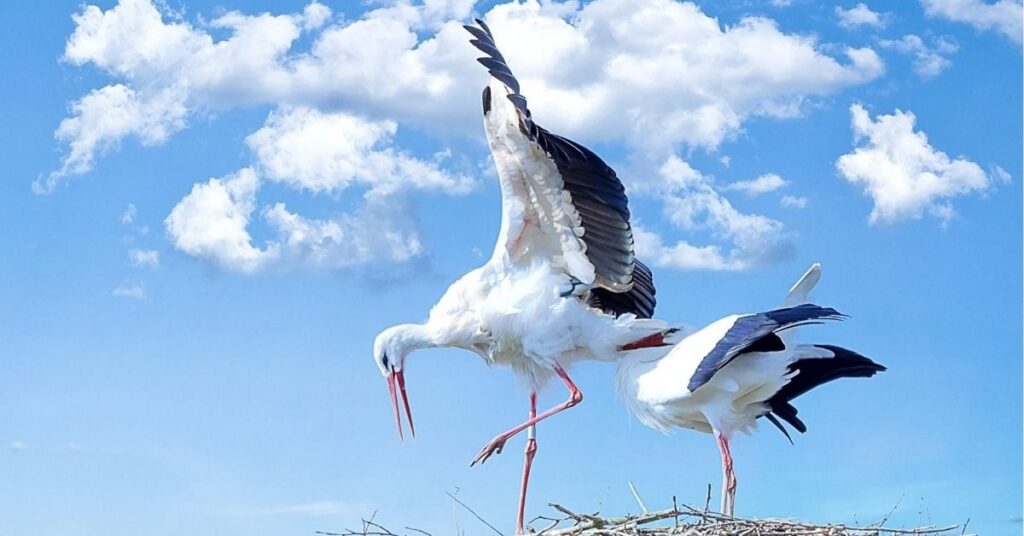 Stork Spiritual Meaning