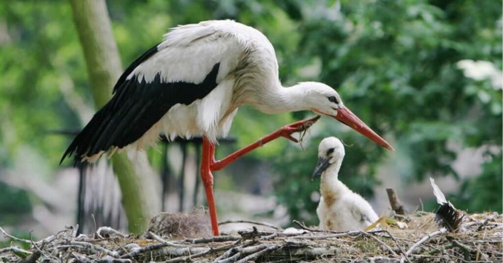 stork symbolism