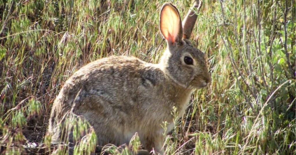 spiritual meaning of dead rabbits