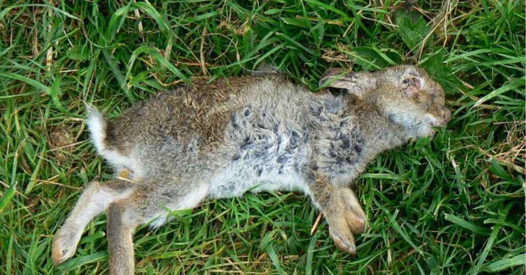 symbolism of finding a dead rabbit