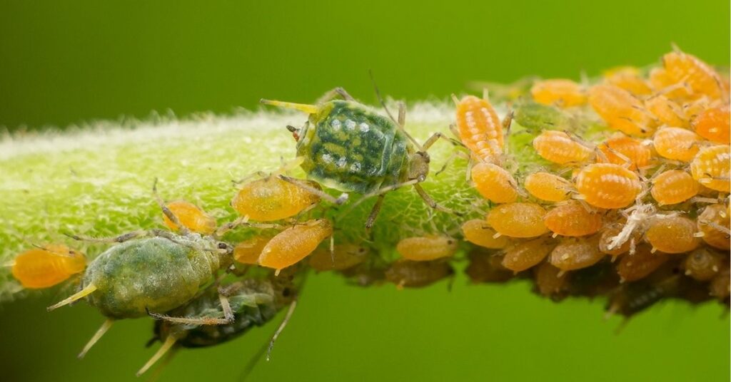 Aphid Spiritual Meaning