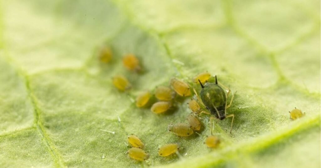 blue ash aphids