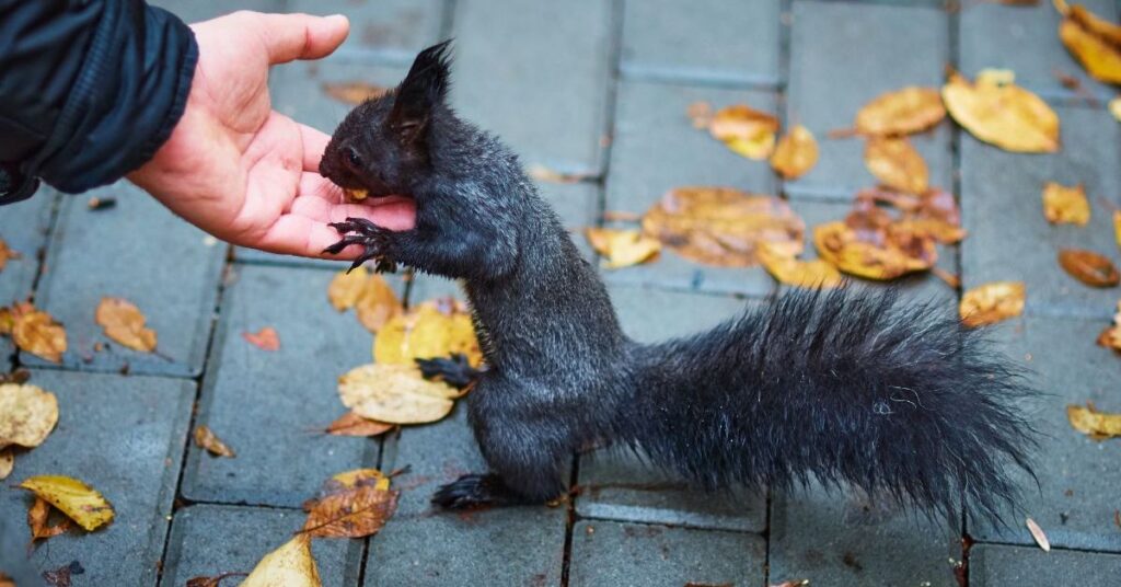 are black squirrels good luck