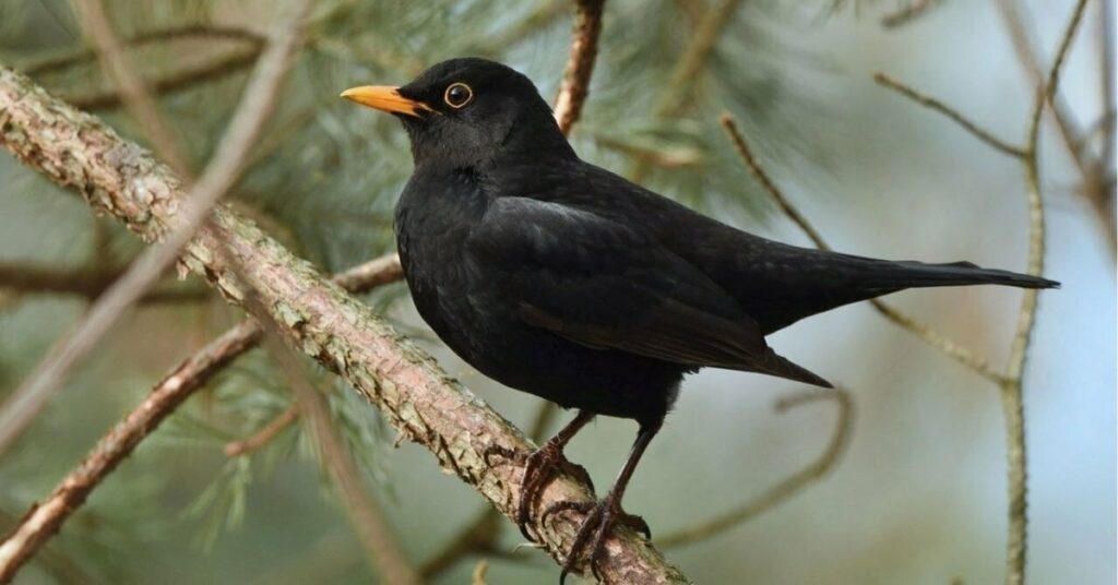 Spiritual Meanings of Blackbirds 