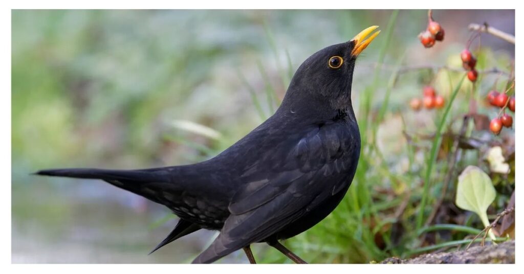 blackbird flock symbolism