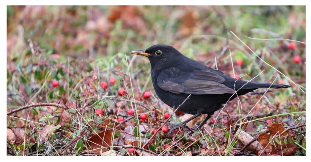 Blackbird dream meaning