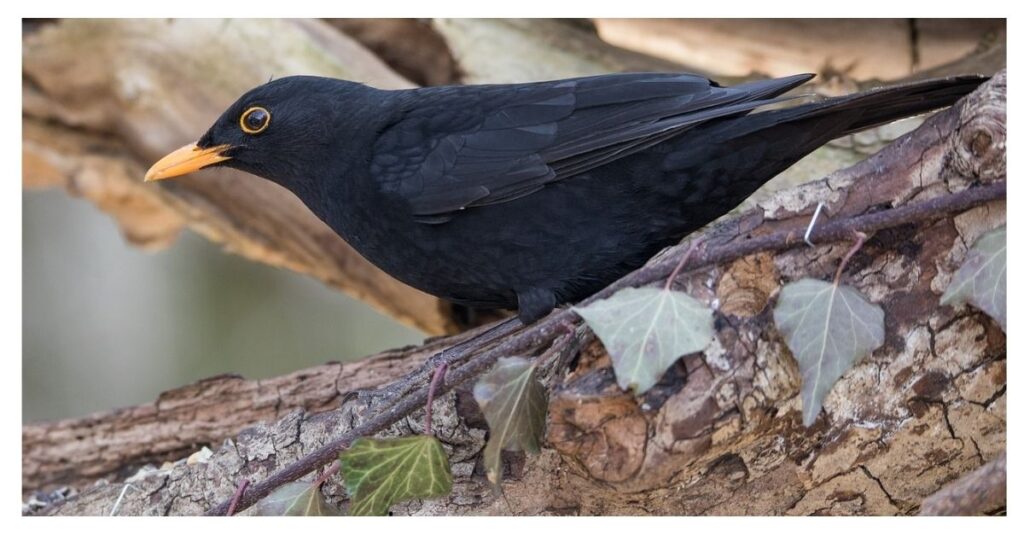 lots of black birds meaning