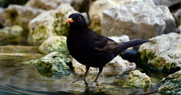 Spiritual Meanings of Blackbirds