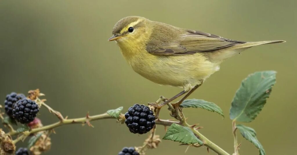 canary dream meaning