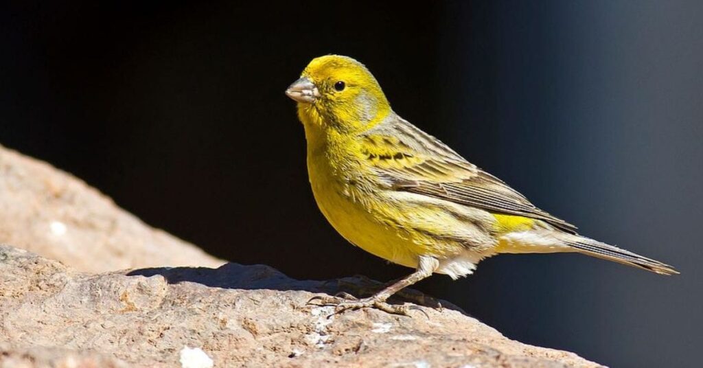 yellow canary meaning