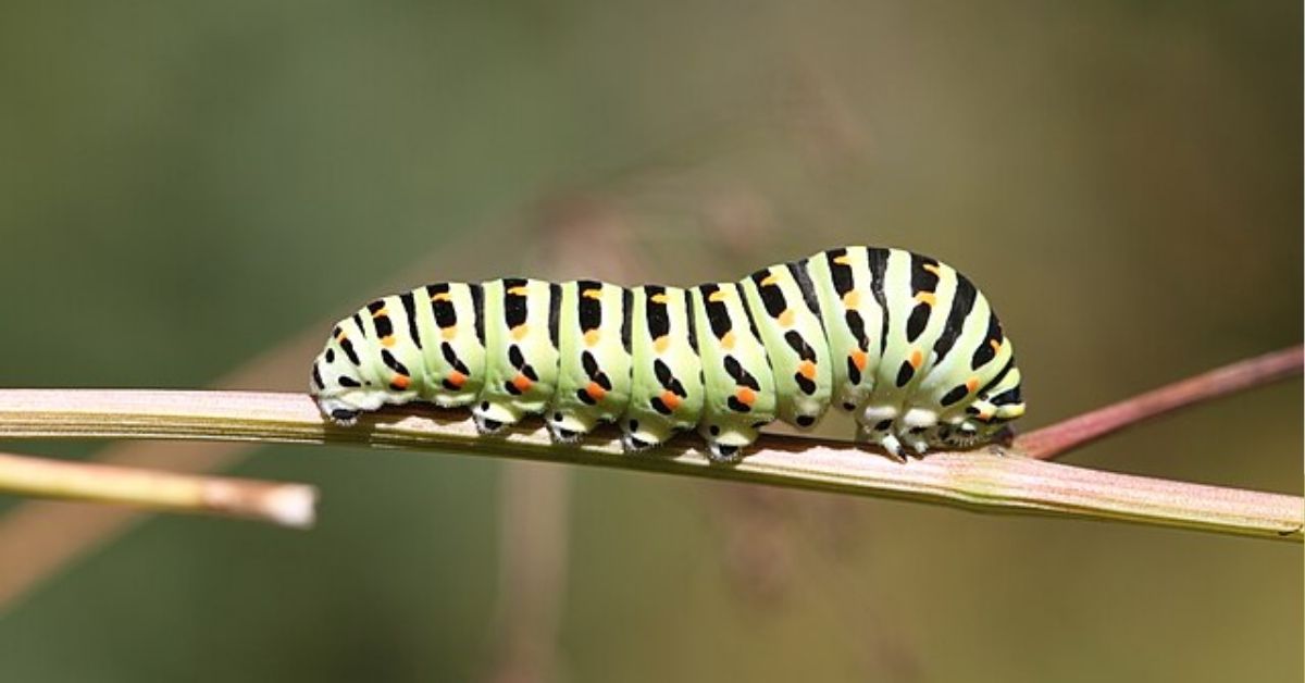 Caterpillar Symbolism, Totem, and Power Animal