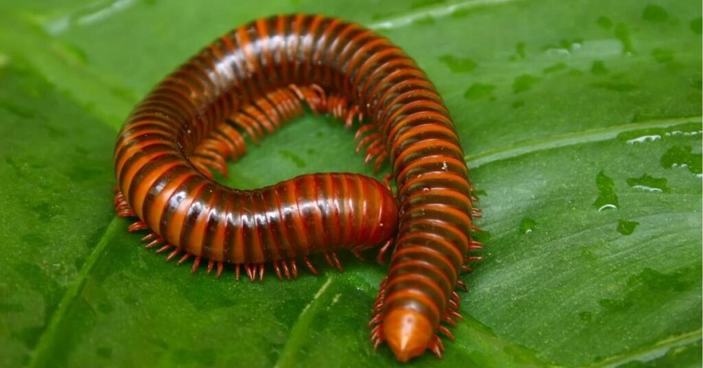 seeing centipede spiritual meaning