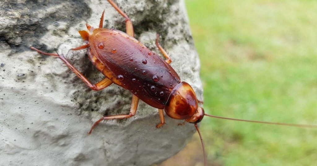 Cockroaches spiritual meaning