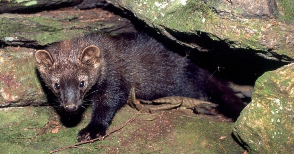 Fisher Cat Mean