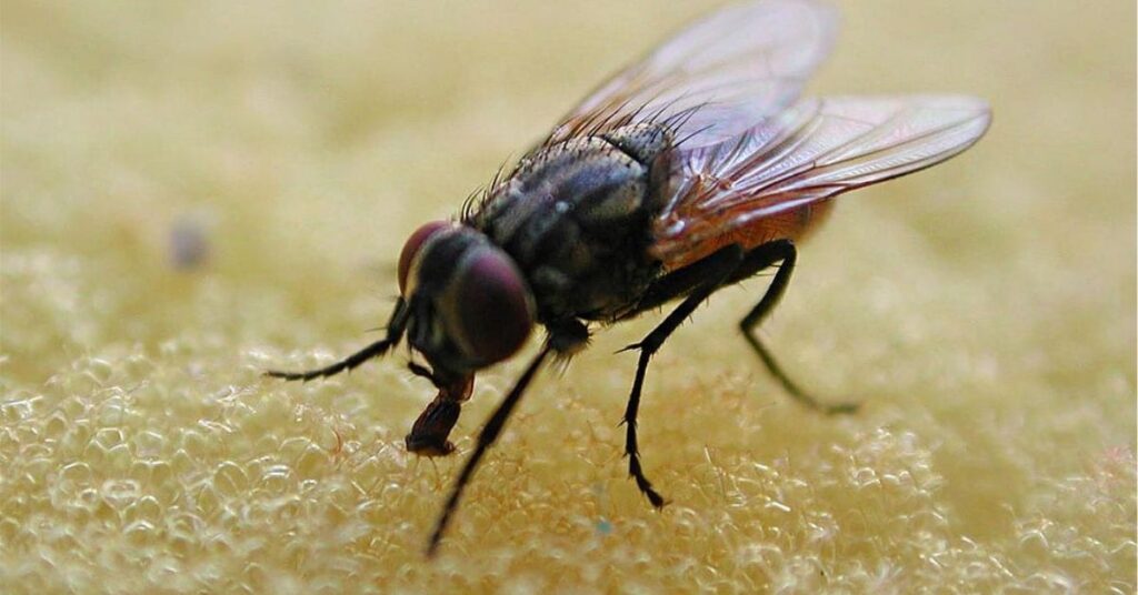 What does it mean when a fly lands on you