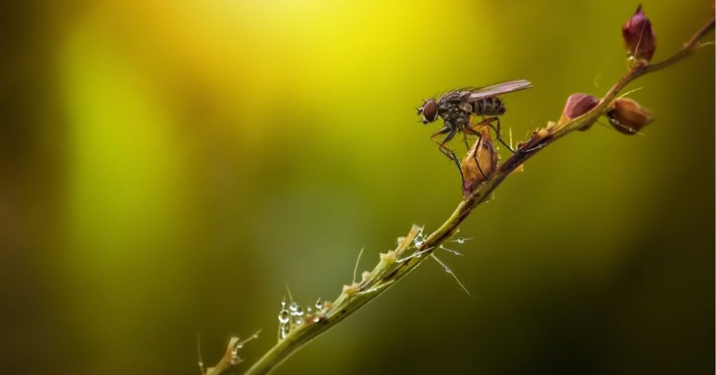 spiritual meanings of flies