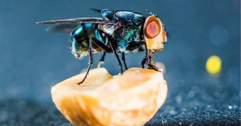 11 Spiritual Meanings of Flies In Your House