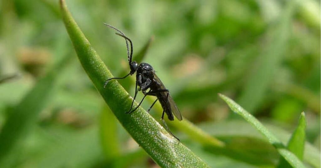 gnats meaning spiritual