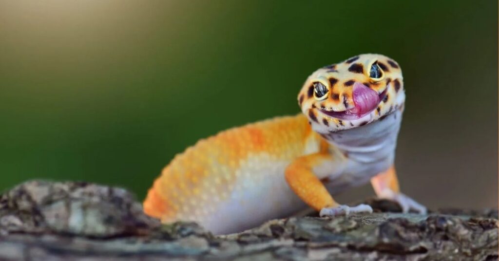 gecko animal totem