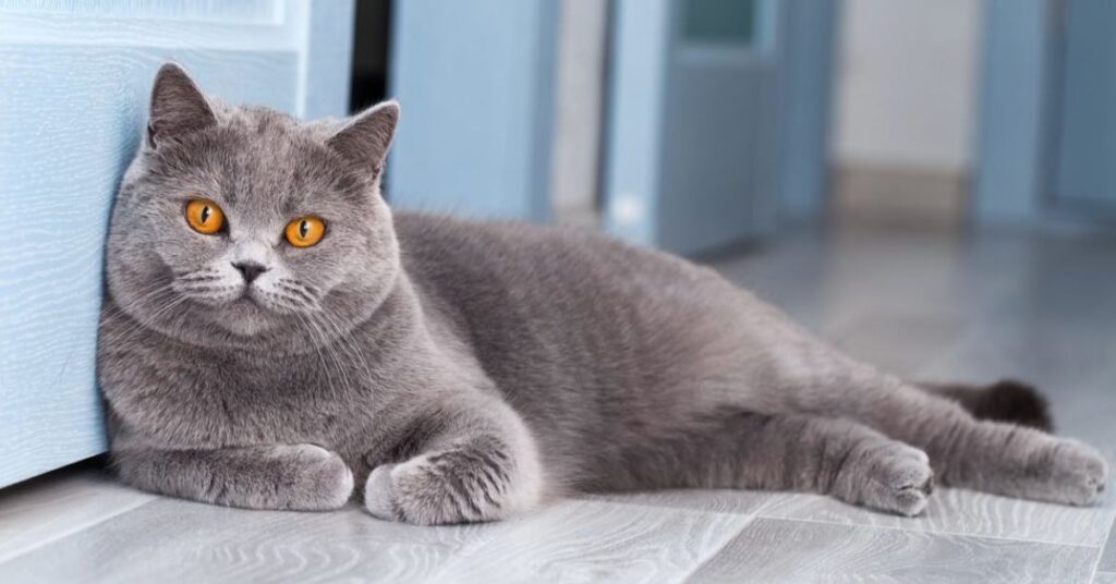 grey cat energy