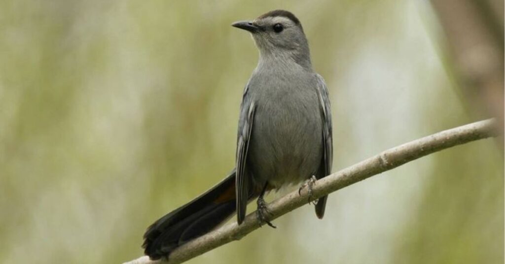 grey cat bird spiritual meaning