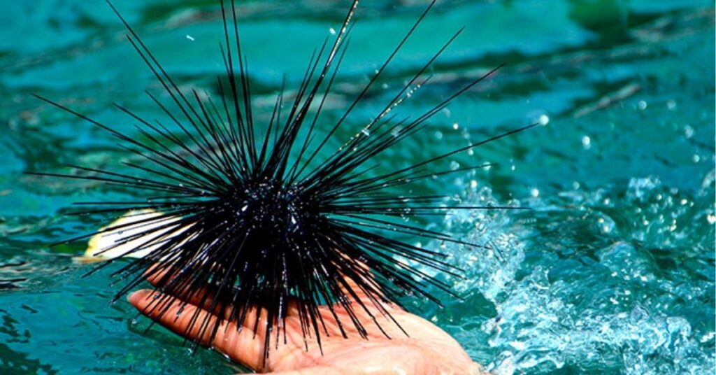 symbolism of sea urchin