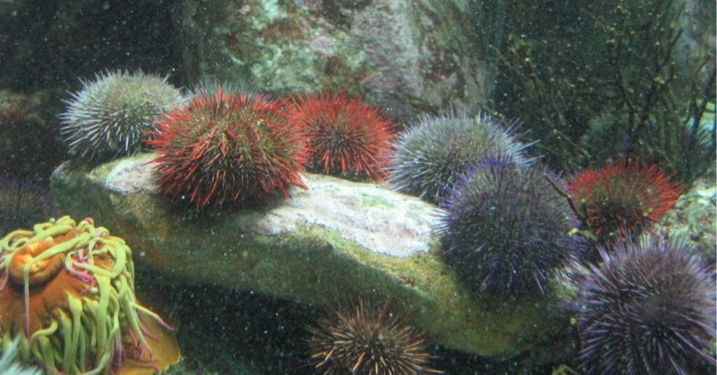 poisonous sea urchin in a dream meaning