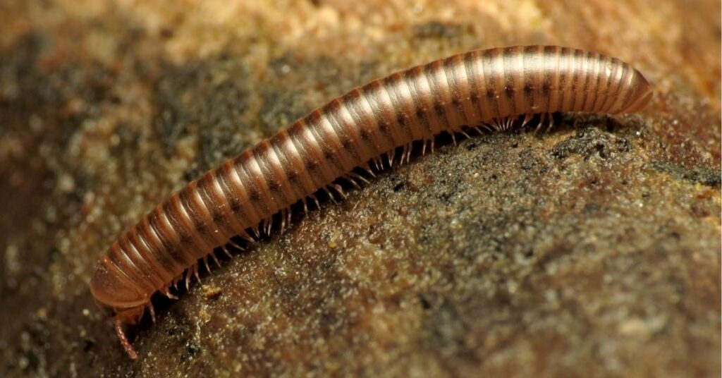 millipede symbolism