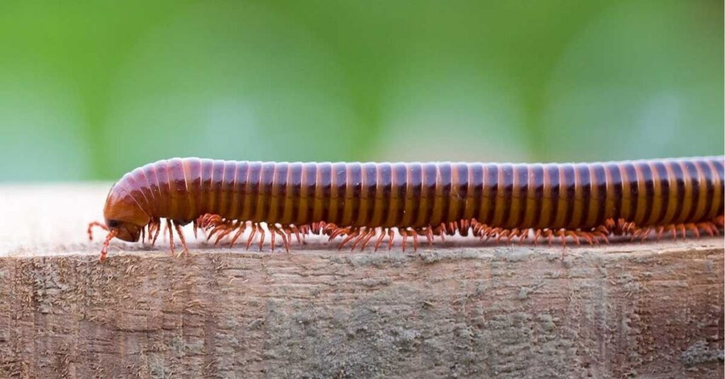 Millipede Spiritual Meaning