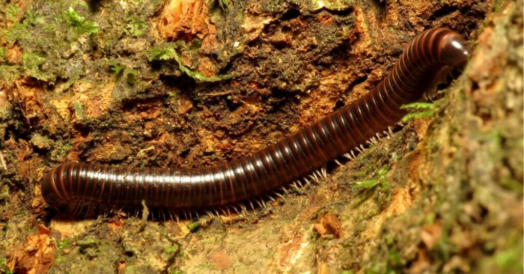 Millipede Spiritual Meaning