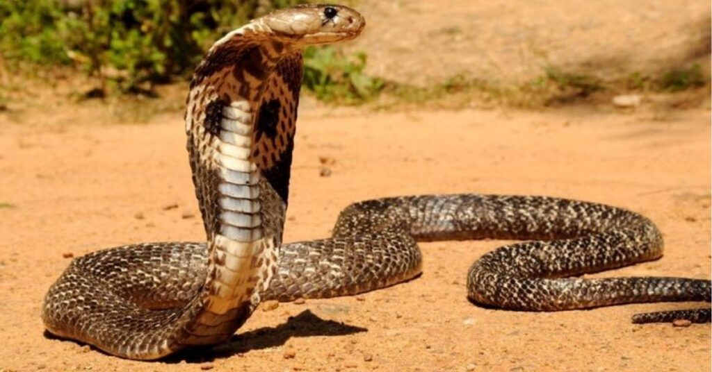 King Cobra Spiritual Meaning