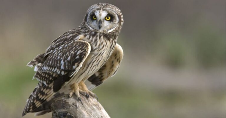 The Mystical Meaning of Barred Owls: Symbolism, Dreams, and Spirit Messages