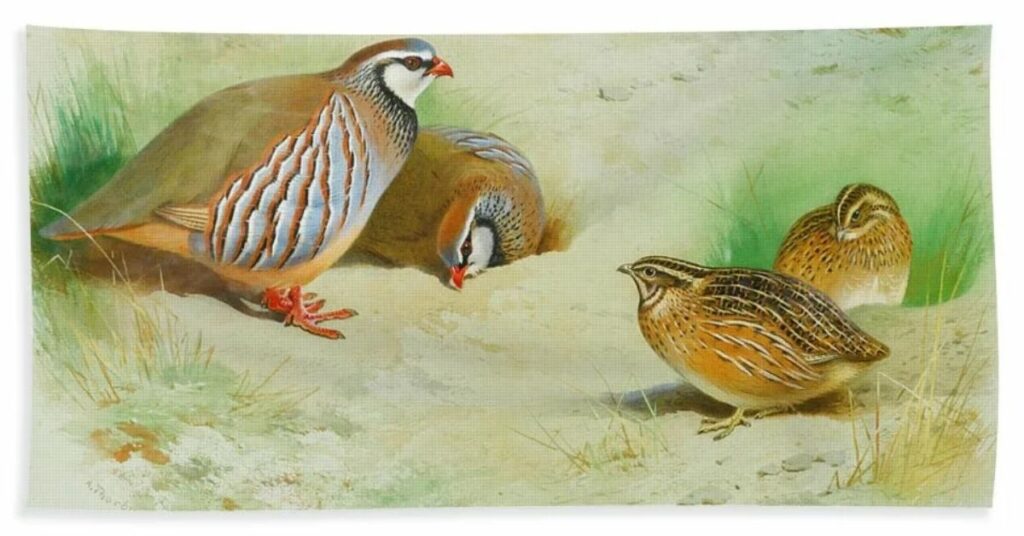 partridge bird symbolism