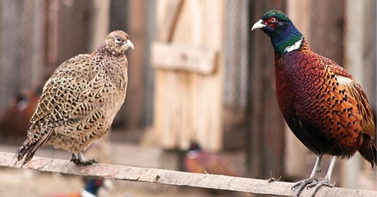 Partridge Spiritual Meaning, Symbolism, and Totem