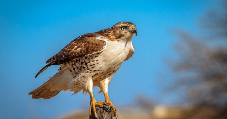 Red-Tailed Hawk Symbolism and Totem