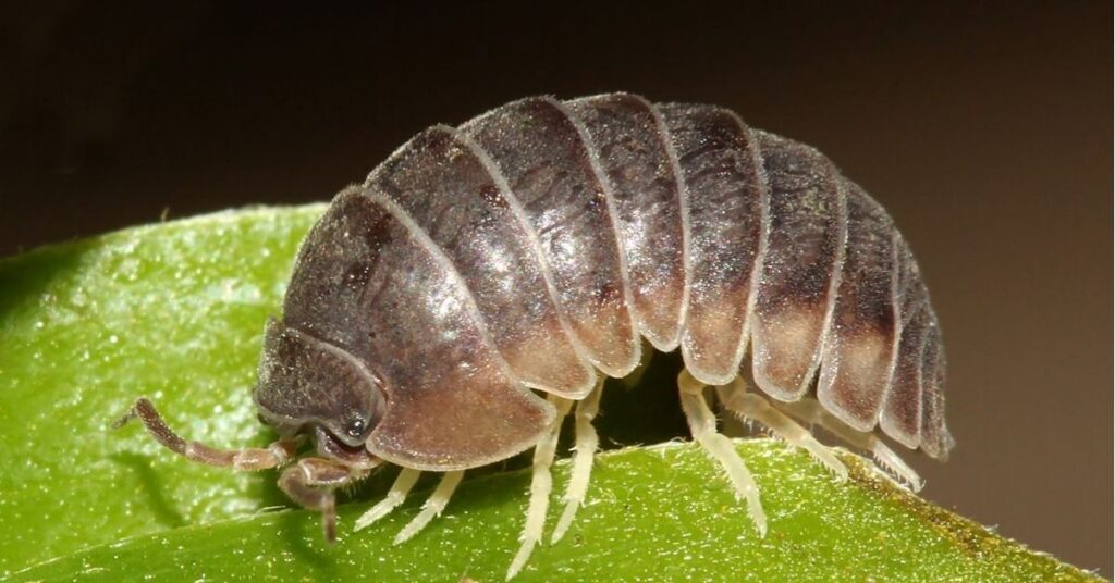 what do rolly pollies symbolize