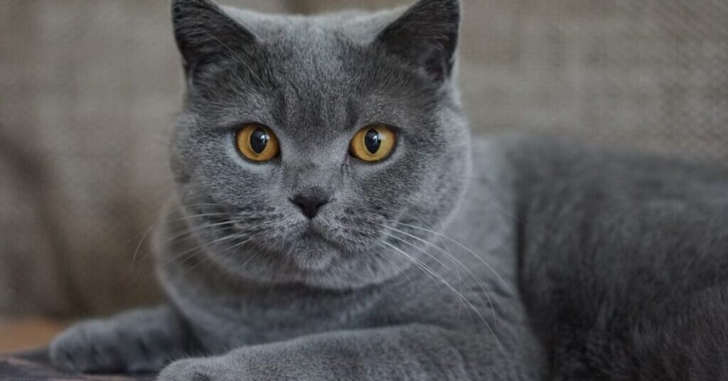 seeing a grey cat meaning