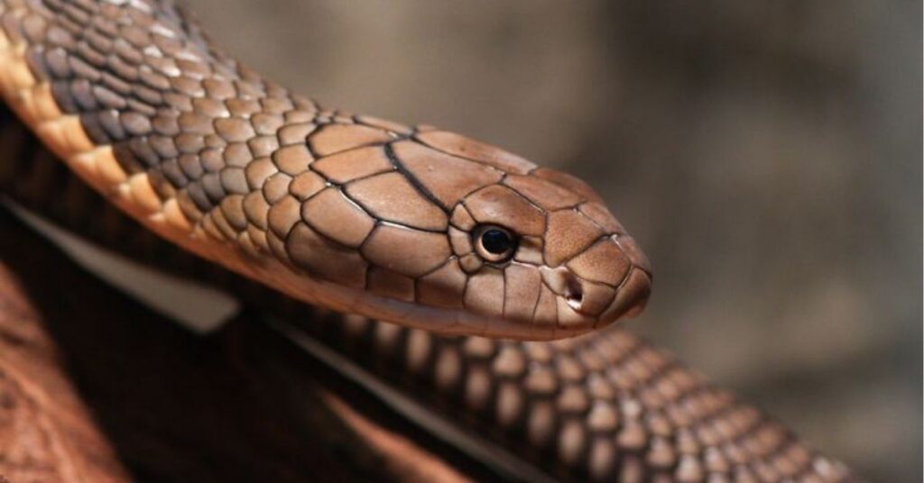 snake totem or cobra totem