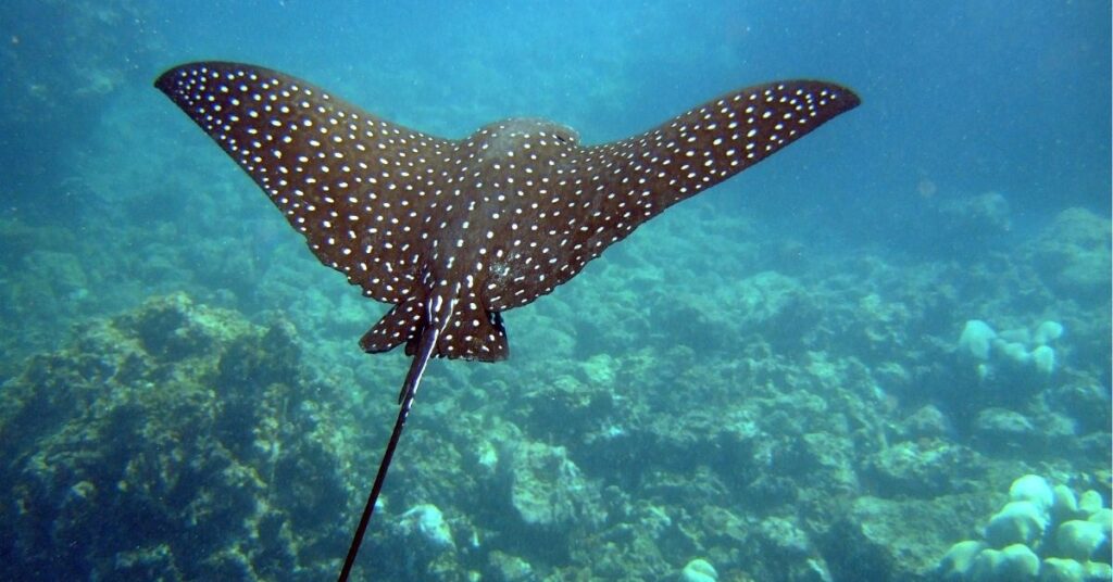 spiritual Meaning of Stingray