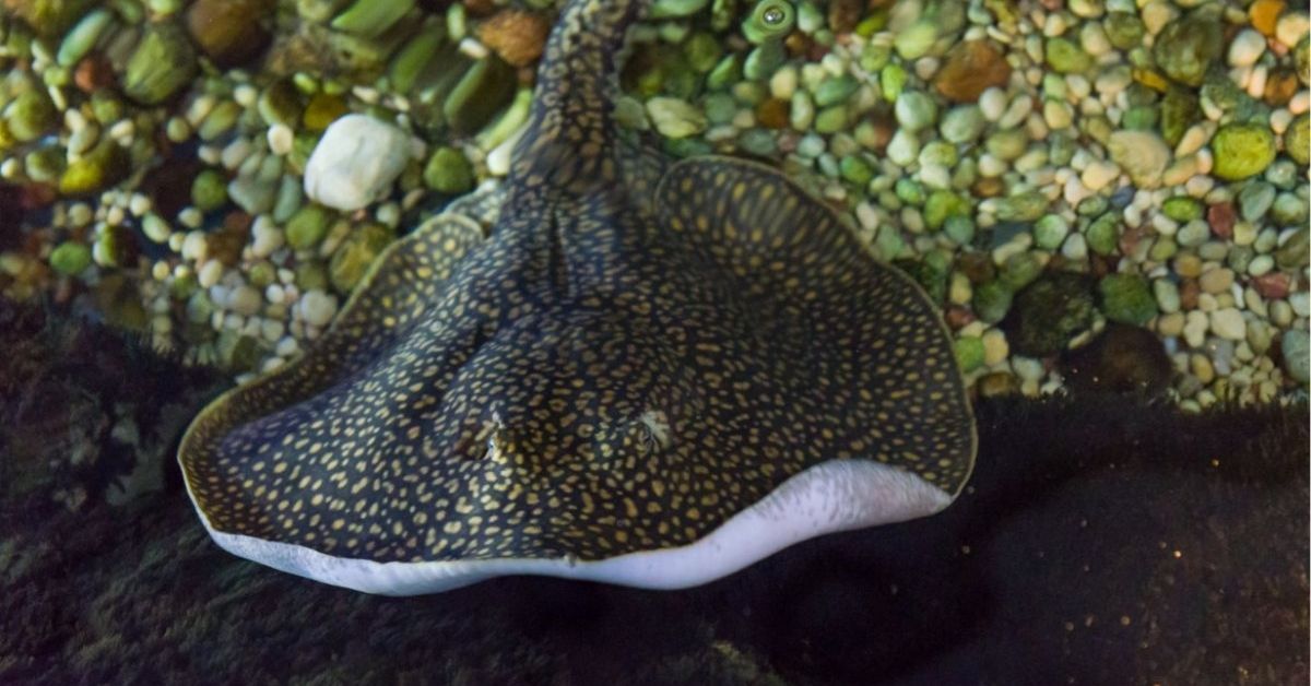 Spiritual Meanings of Stingray, Symbolism, Spirit, Dreams