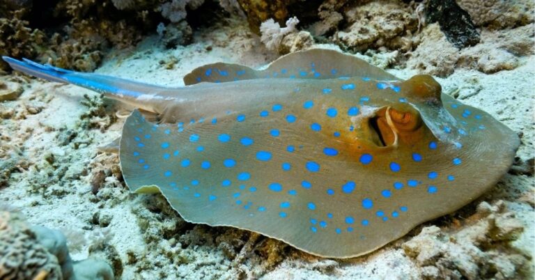 Spiritual Meanings of Stingray, and its Symbolism