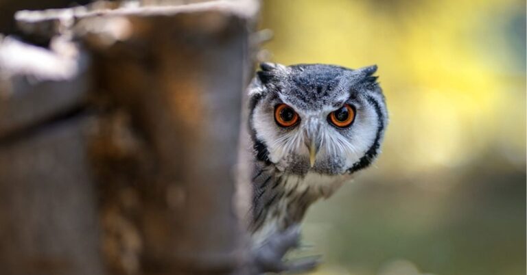 spiritual meanings of an owl crossing your path