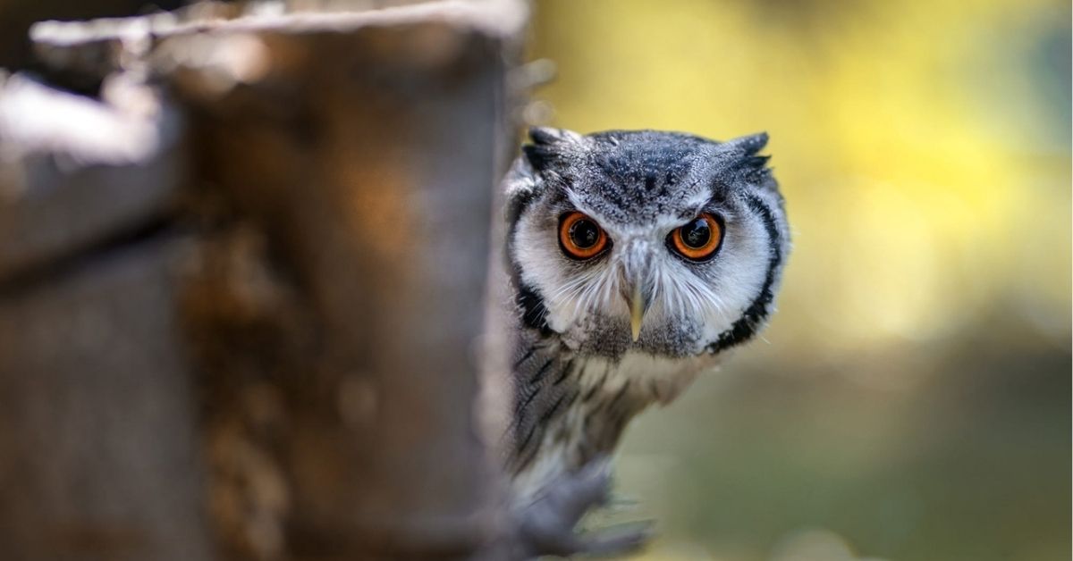 spiritual meanings of an owl crossing your path