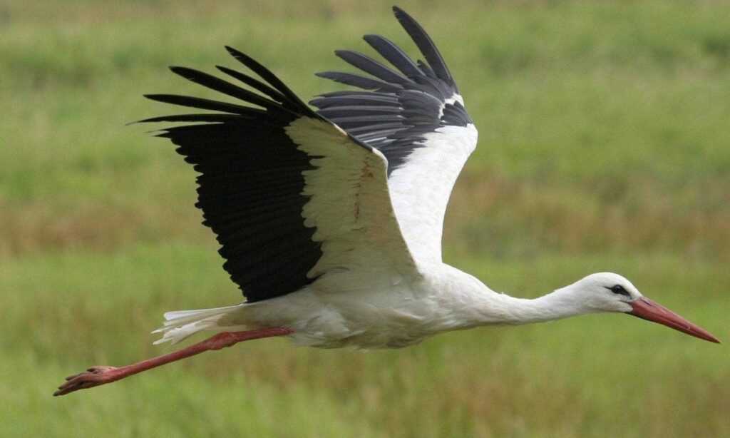 Stork Symbolism