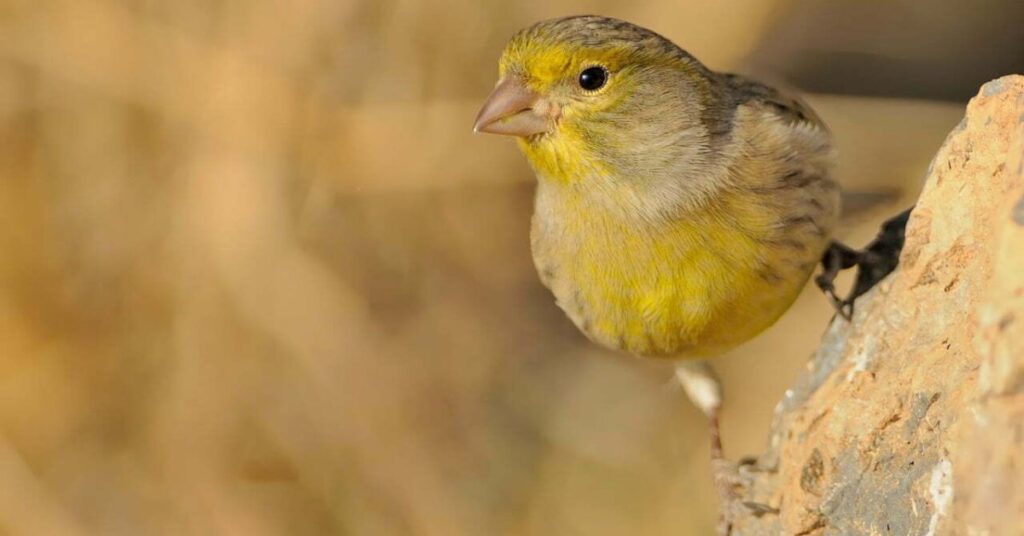 yellow canary spiritual meaning

