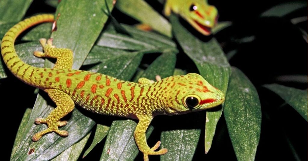 gecko lizard spiritual meaning