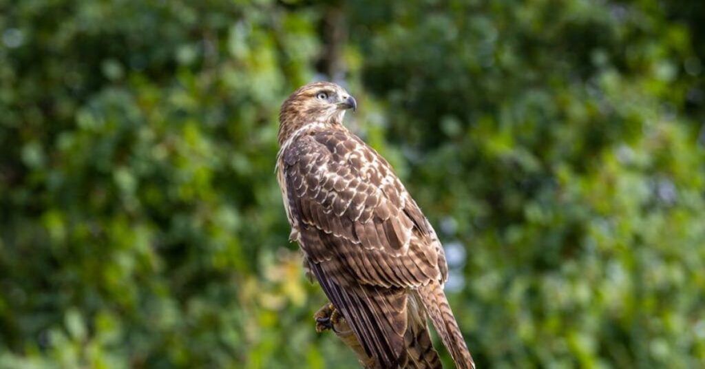 Hawk feathers spiritual meaning