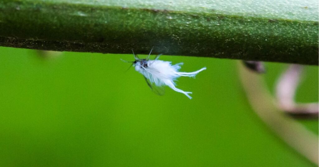 woolly aphid fairy fly spiritual meaning