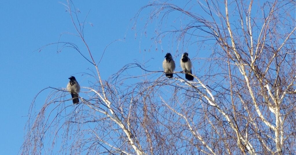 3 crows meaning