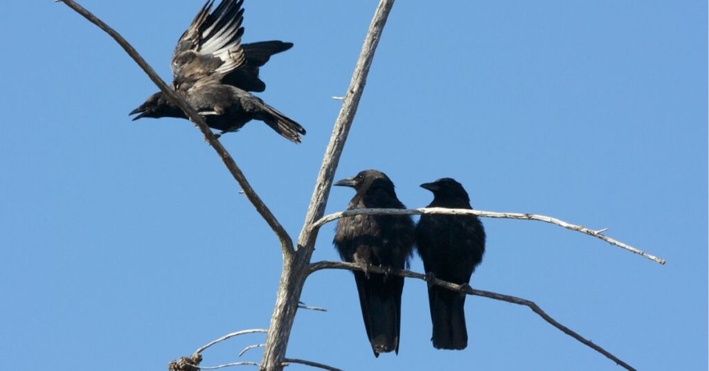 what do 3 crows mean